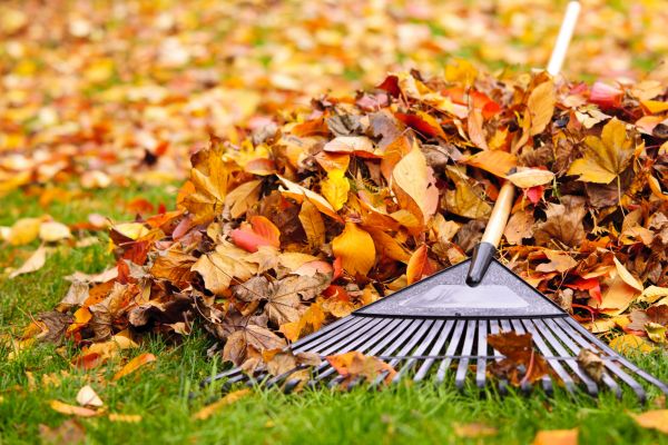 Cost of Leaves Removal in Salt Lake City