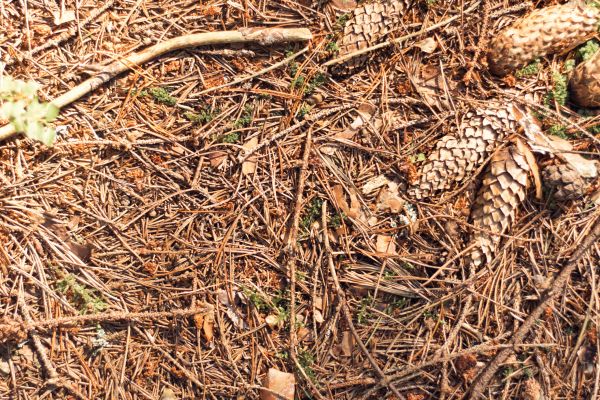 Cost of Pine Needles Removal in Salt Lake City