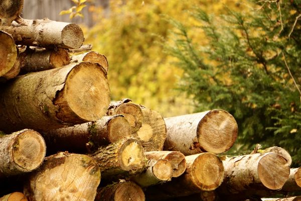 Cost of Wood Pile Removal in Salt Lake City
