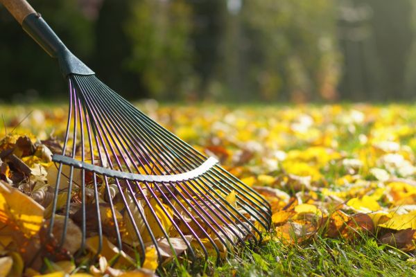 Cost of Leaf Raking Service in Salt Lake City