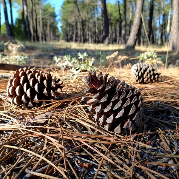 Cost of Pine Cone Removal in Salt Lake City