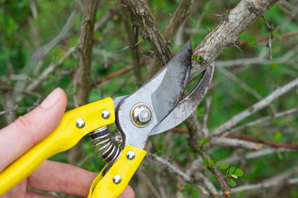 Cost of Limbs Removal in Salt Lake City