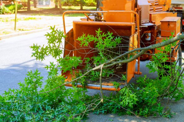 Cost of Tree Branches Removal in Salt Lake City