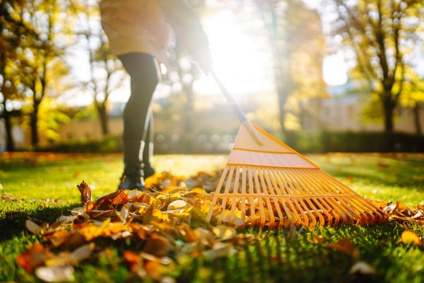 Cost of Leaves Raking in Salt Lake City
