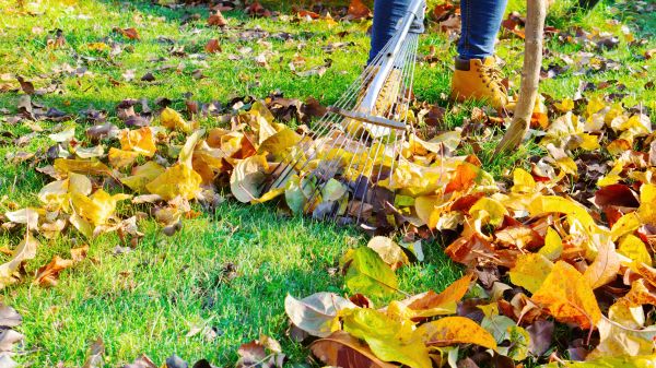 Cost of Lawn Cleanup Service in Salt Lake City