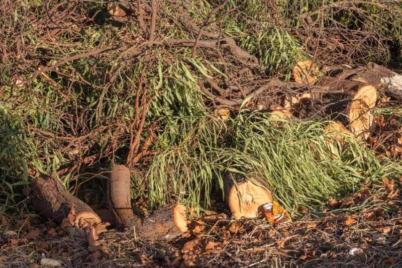 Tree Debris Removal detail